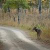 120924_034_cypresshills_whitetaildeer