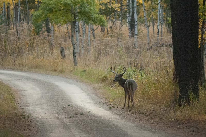 120924_034_cypresshills_whitetaildeer