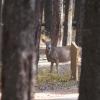 120925_002_cypresshills_whitetaildeer