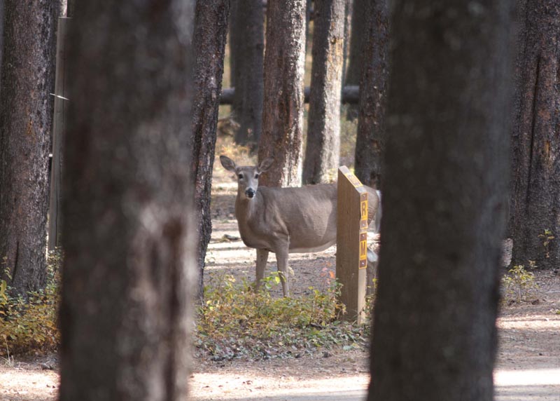120925_002_cypresshills_whitetaildeer