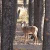 120925_003_cypresshills_whitetaildeer