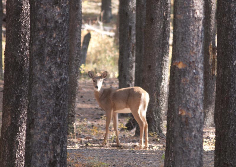 120925_003_cypresshills_whitetaildeer