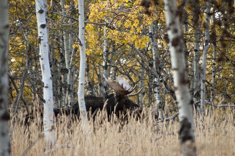 120925_007_cypresshills_moose