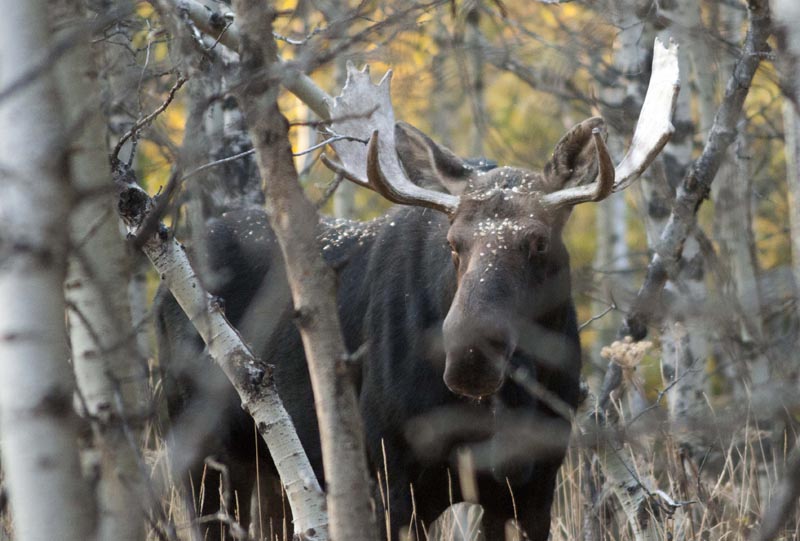 120925_009_cypresshills_moose