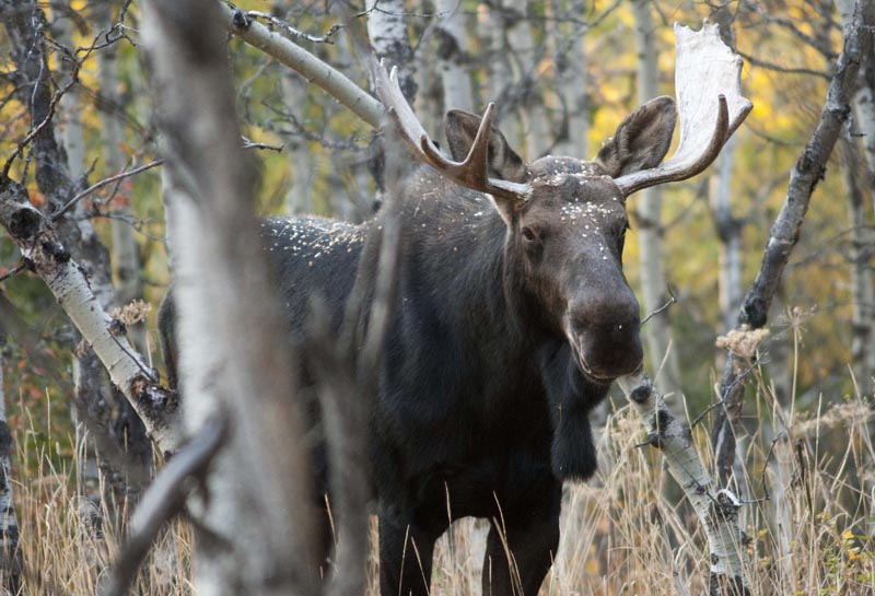 120925_010_cypresshills_moose