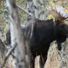 120925_012_cypresshills_moose