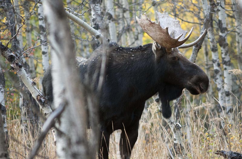 120925_012_cypresshills_moose