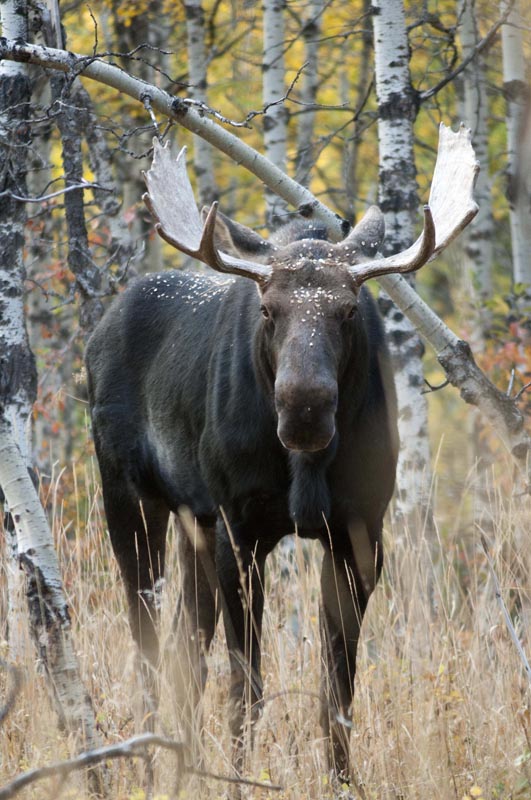 120925_014_cypresshills_moose