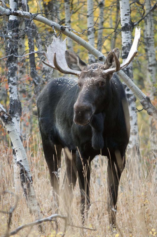 120925_015_cypresshills_moose