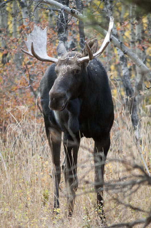 120925_017_cypresshills_moose