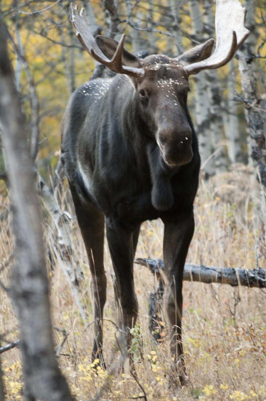 120925_020_cypresshills_moose