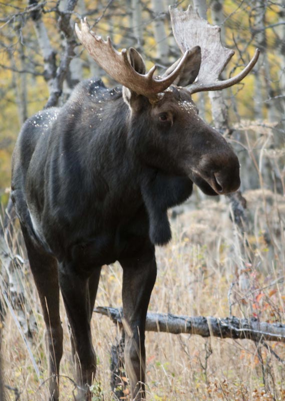 120925_022_cypresshills_moose
