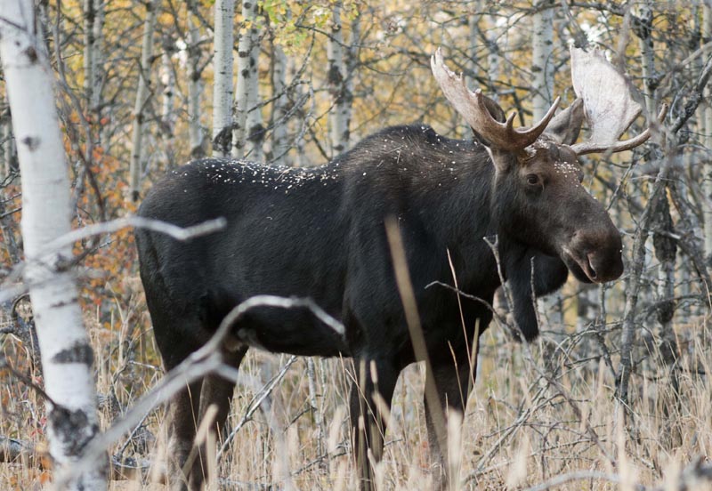 120925_026_cypresshills_moose