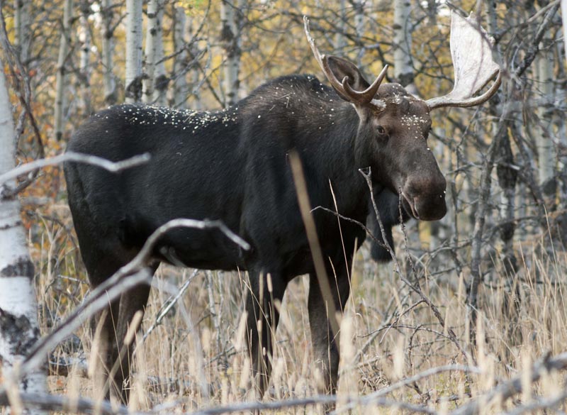 120925_027_cypresshills_moose