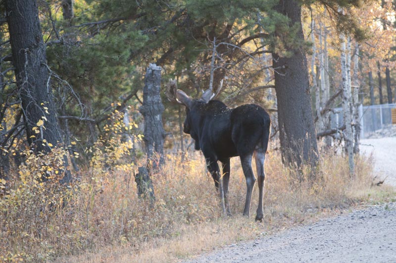 120925_030_cypresshills_moose