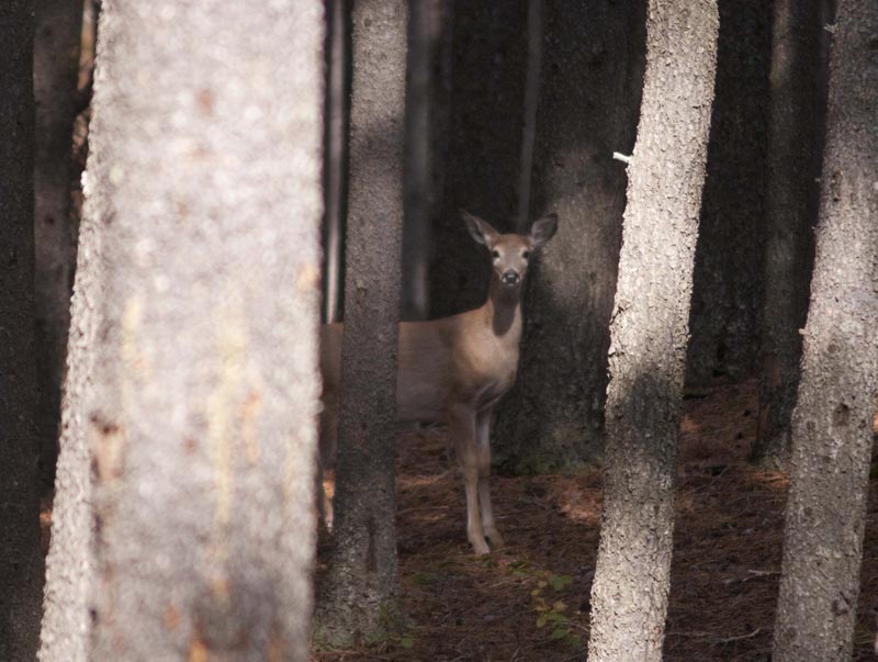 120926_002_cypresshills_deer