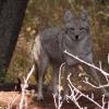 120926_006_cypresshills_coyote