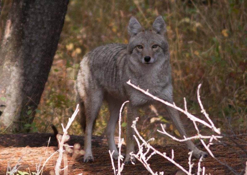 120926_006_cypresshills_coyote