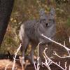120926_007_cypresshills_coyote