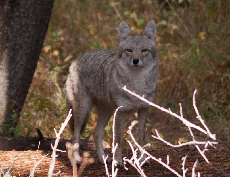 120926_007_cypresshills_coyote