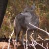 120926_008_cypresshills_coyote