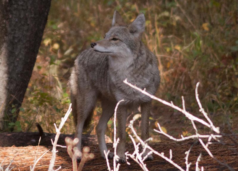 120926_008_cypresshills_coyote