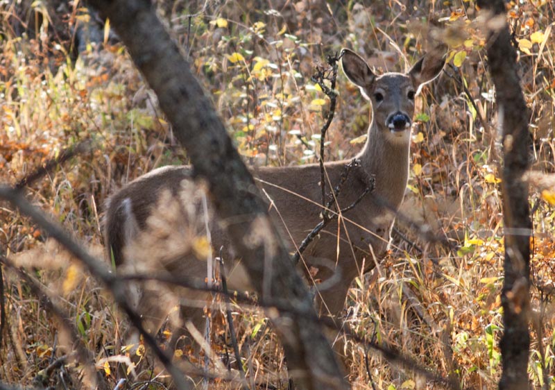 120926_010_cypresshills_deer