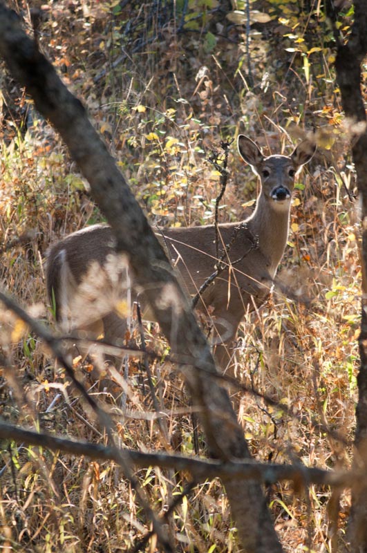 120926_011_cypresshills_deer