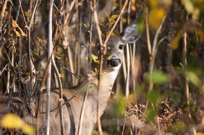120926_016_cypresshills_deer