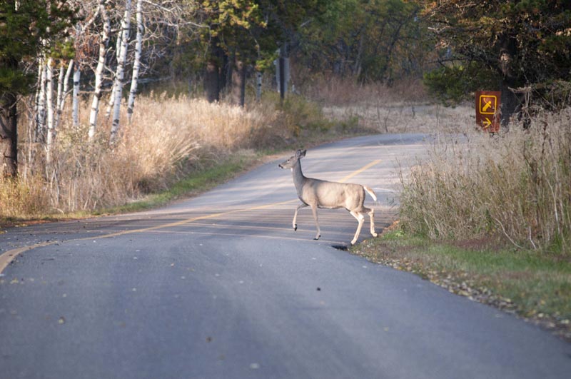 120926_019_cypresshills_deer