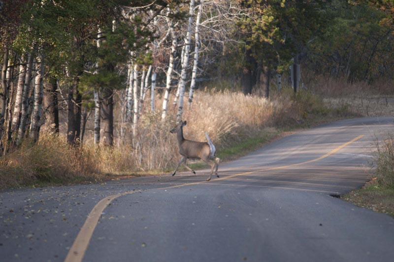 120926_021_cypresshills_deer
