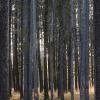 120926_023_cypresshills