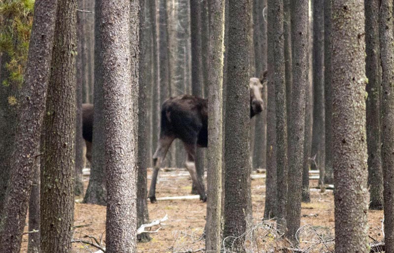 120927_001_cypresshills_moose