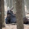 120927_003_cypresshills_moose