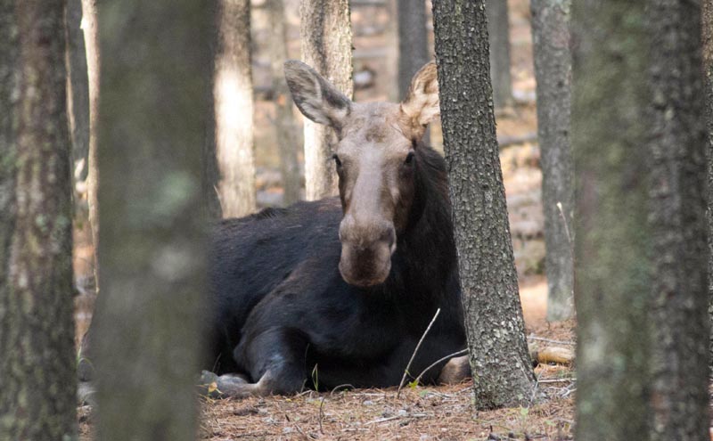 120927_006_cypresshills_moose