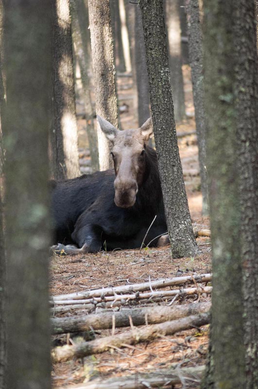 120927_007_cypresshills_moose