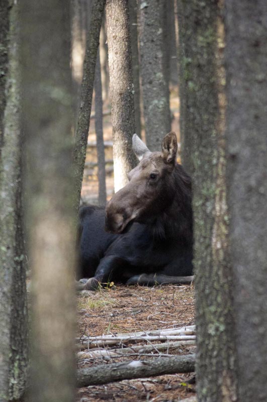 120927_009_cypresshills_moose