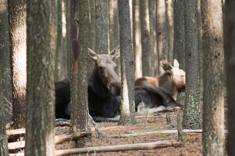 120927_010_cypresshills_moose