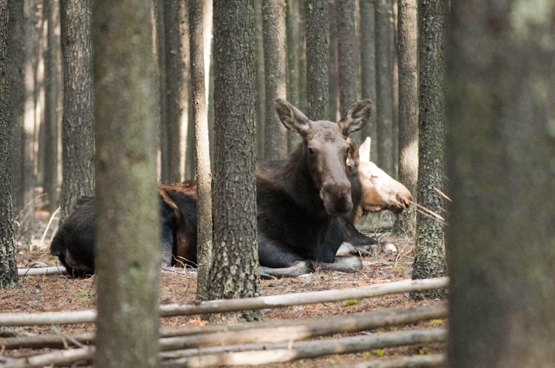 120927_012_cypresshills_moose