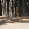 120927_031_cypresshills_woodpecker