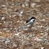120927_032_cypresshills_chicadee