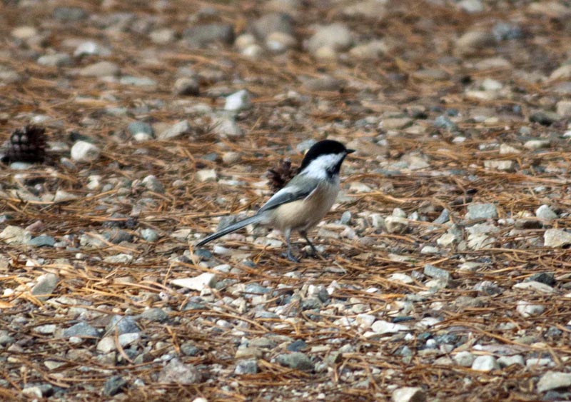 120927_032_cypresshills_chicadee