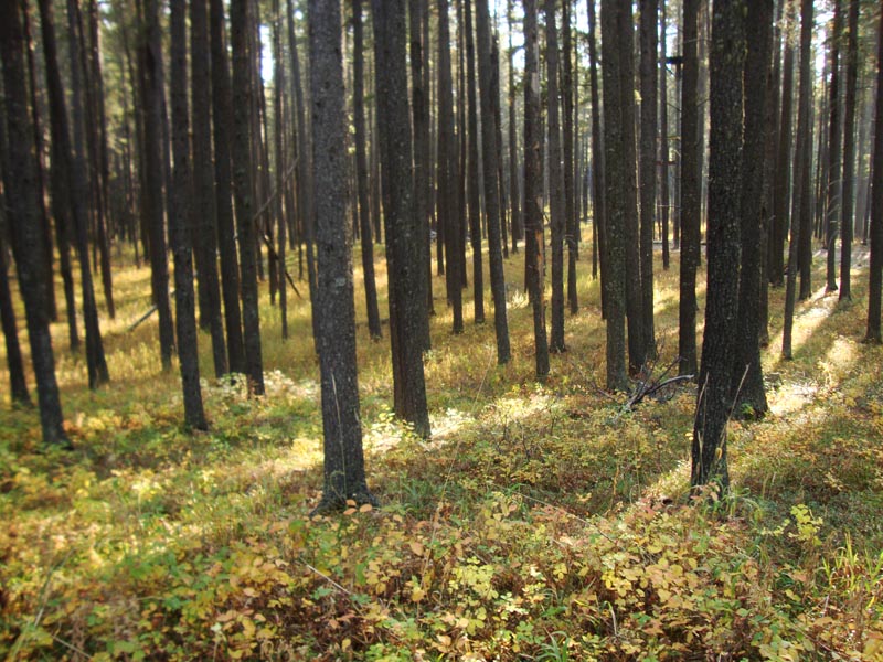 120927_052_cypresshills