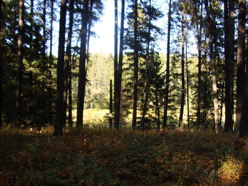 120927_053_cypresshills