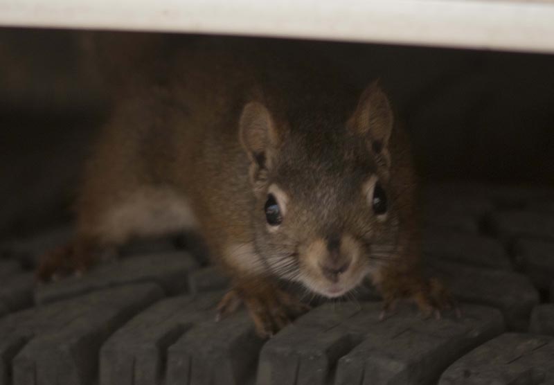 120927_054_cypresshills_squirrel