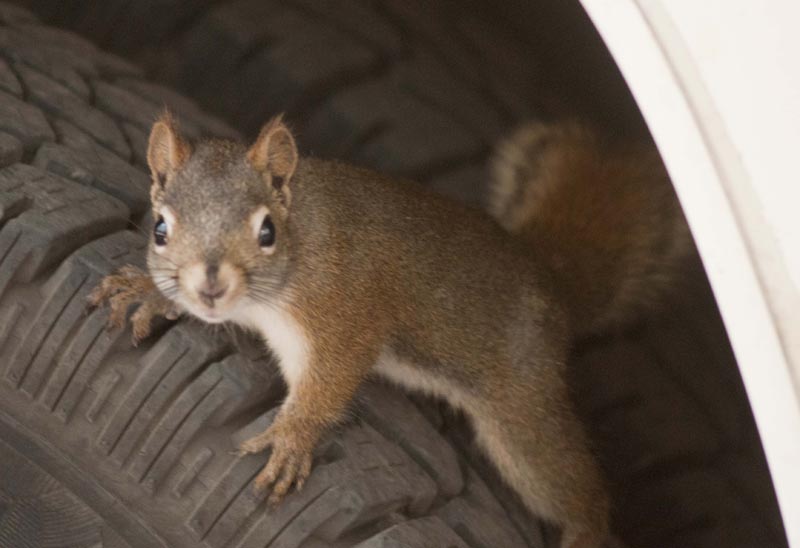 120927_055_cypresshills_squirrel