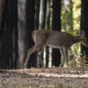 120927_056_cypresshills_whitetaildeer