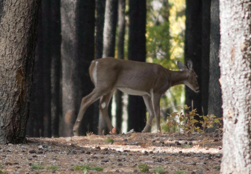 120927_056_cypresshills_whitetaildeer
