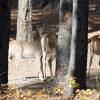 120927_057_cypresshills_whitetaildeer