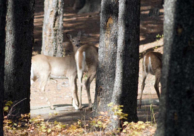 120927_057_cypresshills_whitetaildeer
